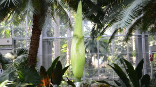 For the first time in years, this rare corpse flower is about to open!